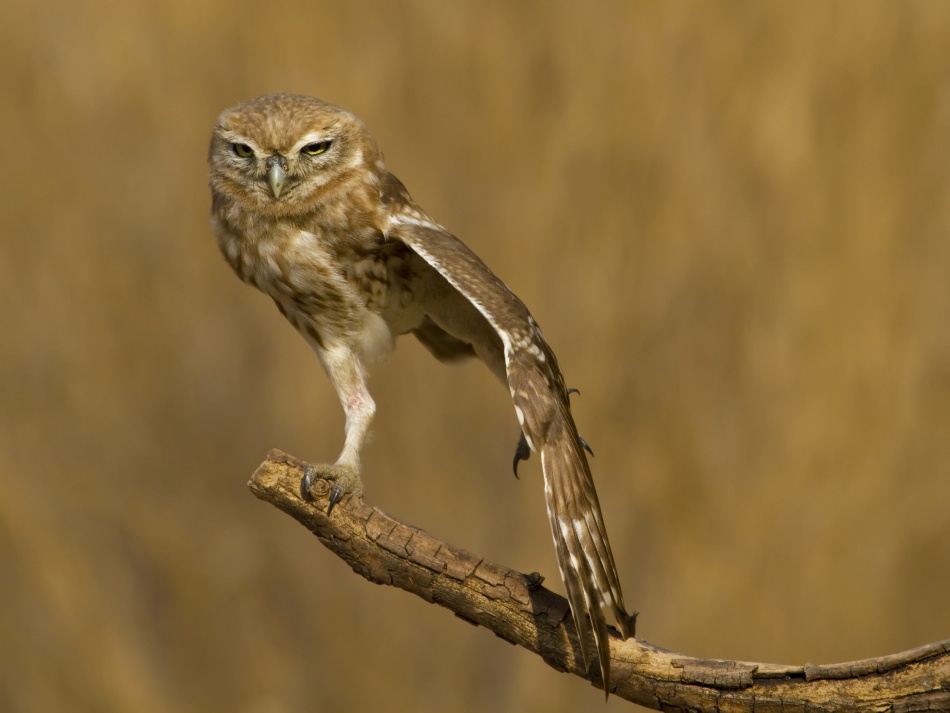 On one feet von Amnon Eichelberg
