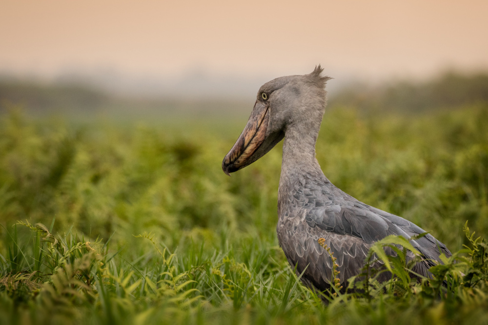 the last one von Amnon Eichelberg
