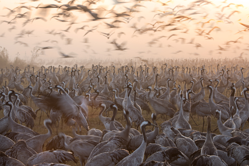 The mass von Amnon Eichelberg