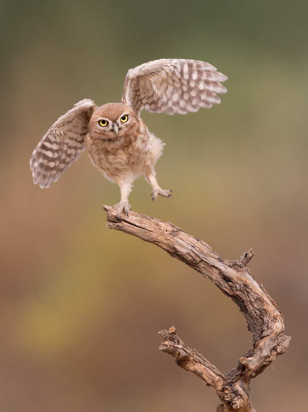 I'm just a gigalo... von Amnon Eichelberg