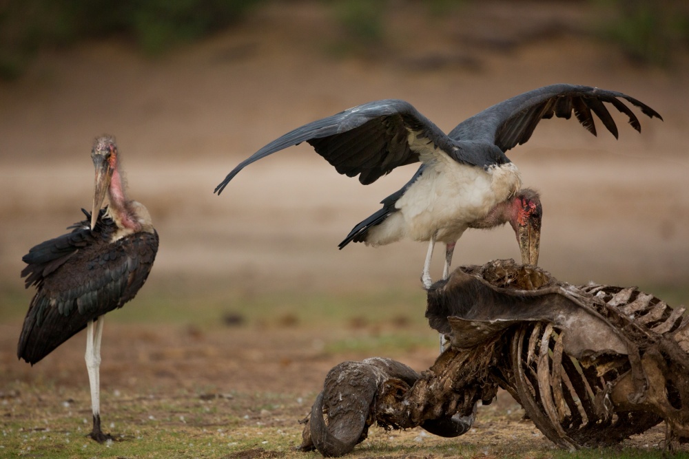 No more food... von Amnon Eichelberg