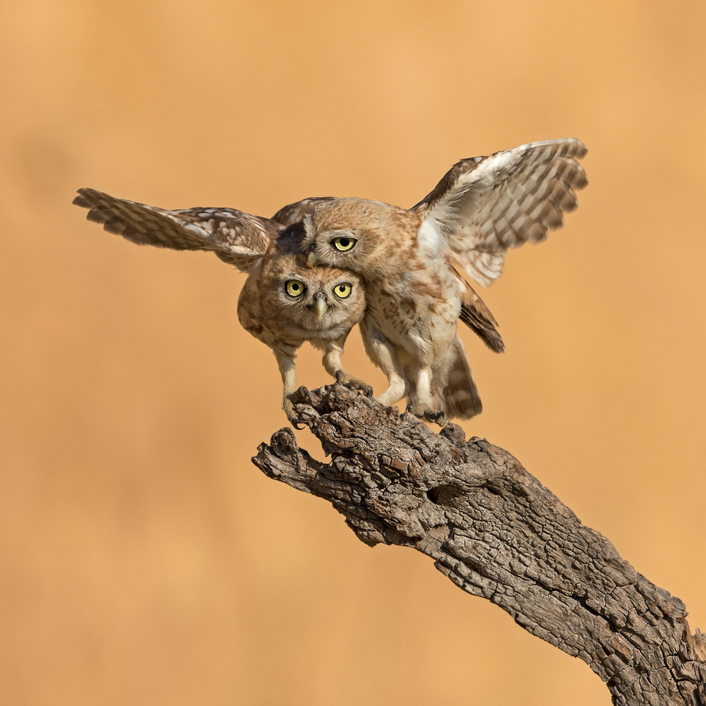 love story von Amnon Eichelberg