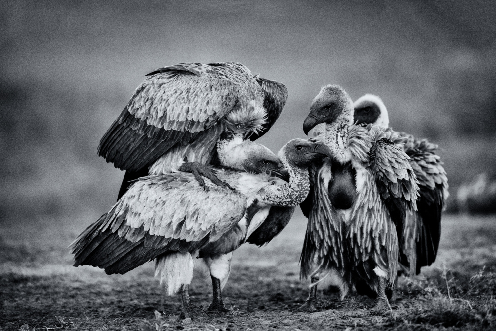 untitledl von Amnon Eichelberg