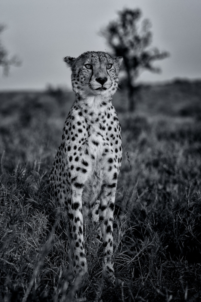 untitledl von Amnon Eichelberg