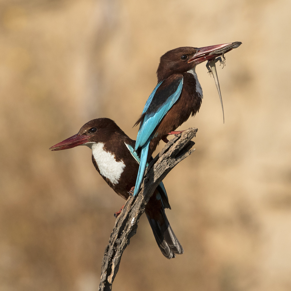 couple von Amnon Eichelberg