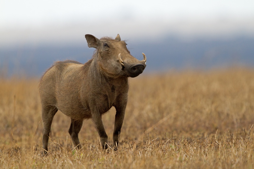 Pumba von Amnon Eichelberg