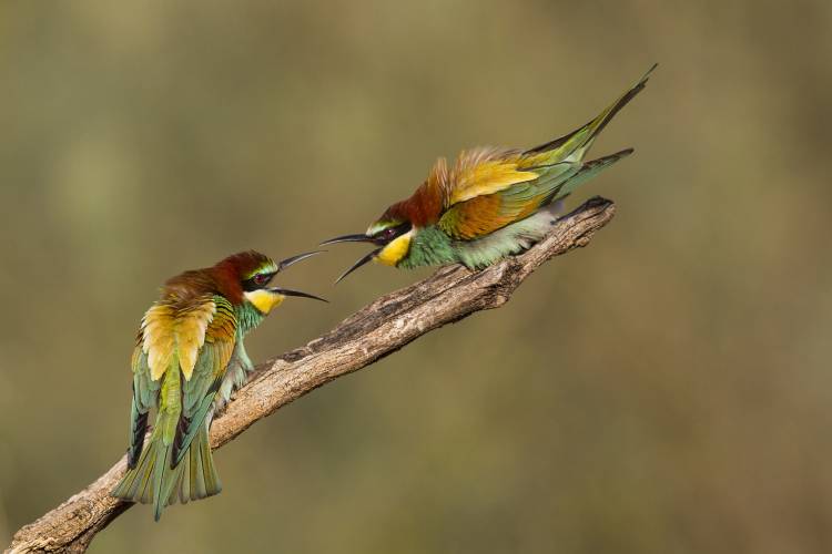 The territory von Amnon Eichelberg