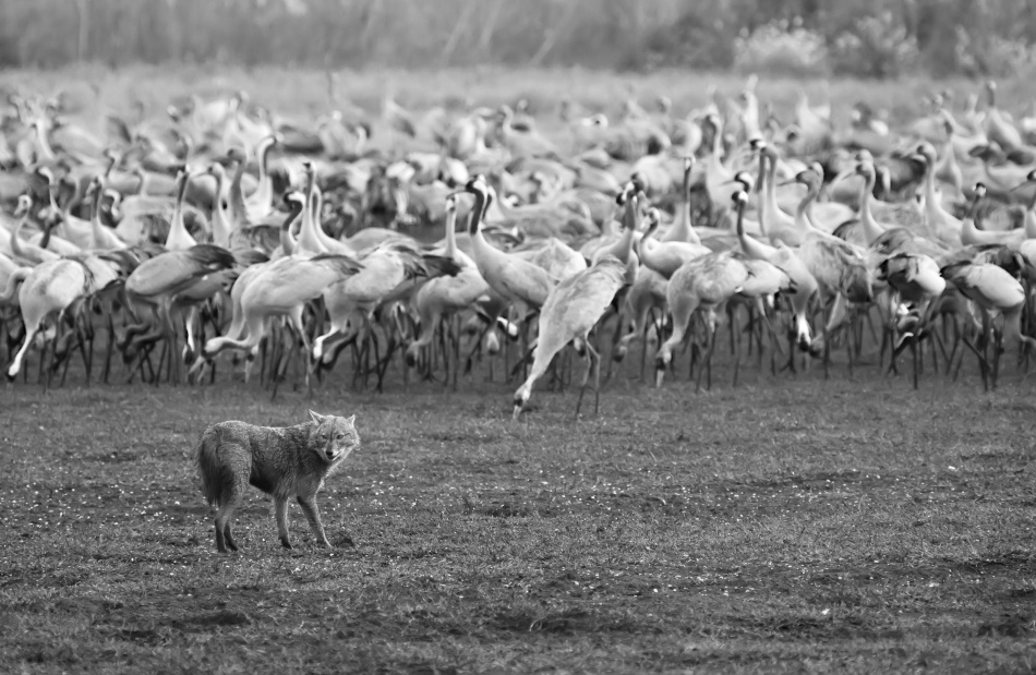 Who will be the first? von Amnon Eichelberg