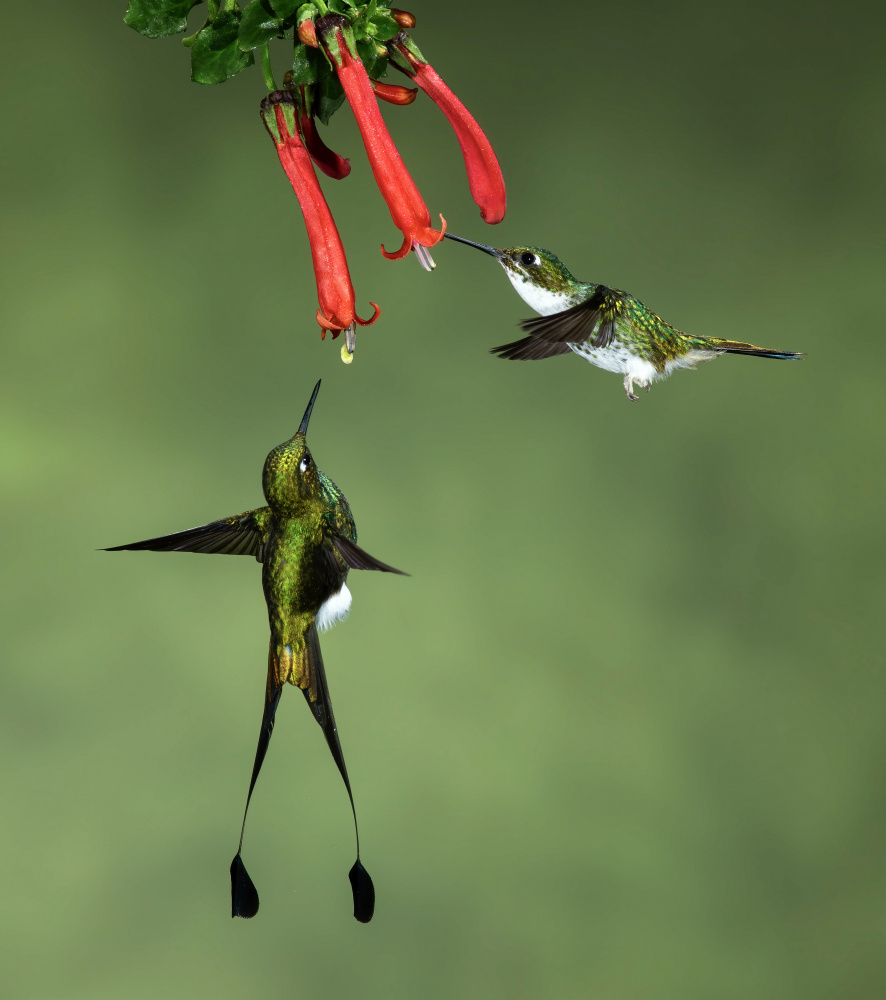 Booted Racket-tail Hummingbirds von Amy Marques