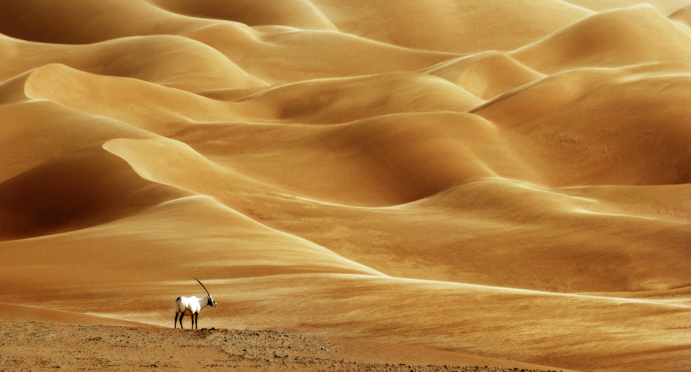 Maha von Anas AlSubhi