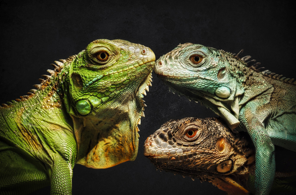 The Dragon Family von Anchor Lee