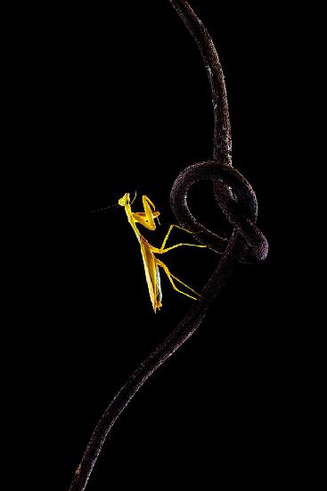 The Yellow Mantis