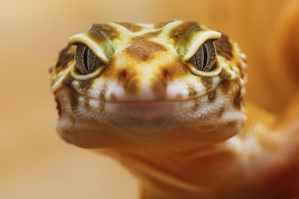 HALLO! von Andi Halil