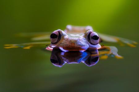 Wallace Flying Frog
