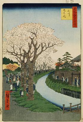 Kirschbäume am Tama-Deich (Einhundert Ansichten von Edo)