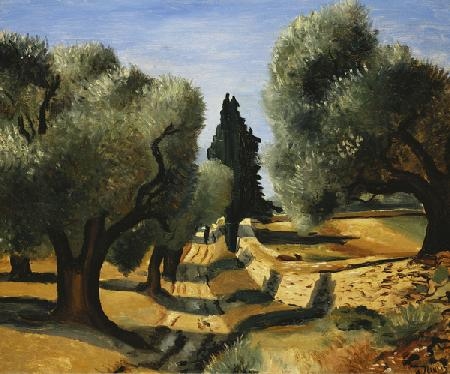 Olive Trees in Provence