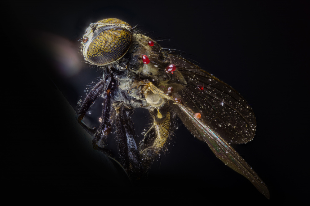 dead fly with fungus II von Andre J Fjørtoft