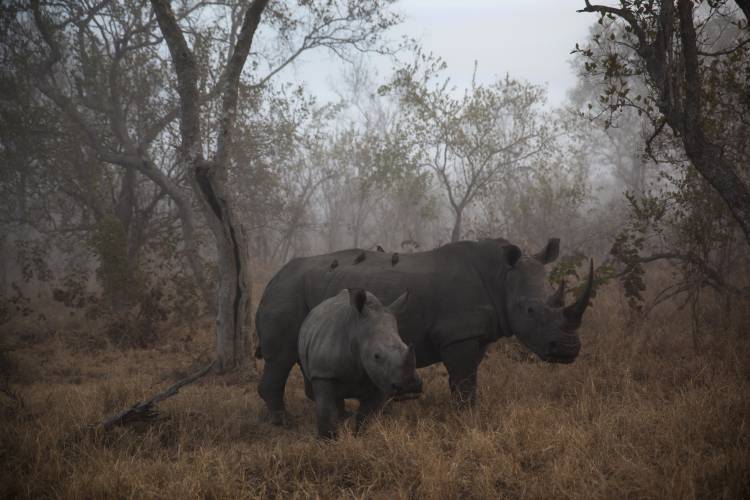 Pre Dawn Encounter von Andre Victor