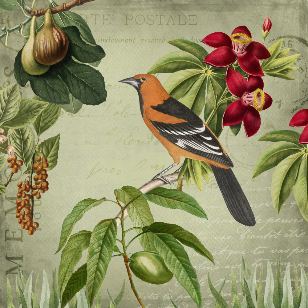 Vintage Birds von Andrea Haase