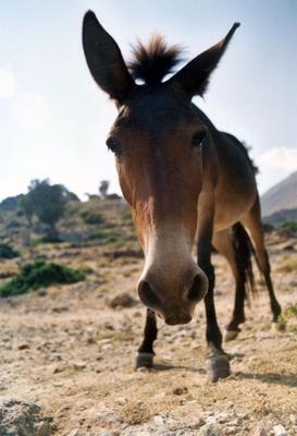 Maultier von Andrea Kähler