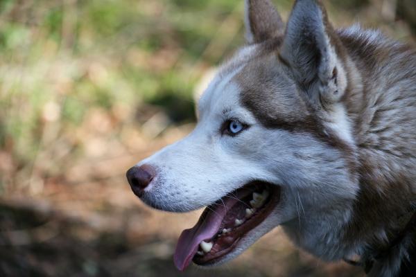 Husky Close Up von Andreas Acktun