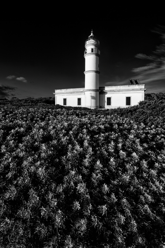 Becoming overgrown von Andreas Klesse