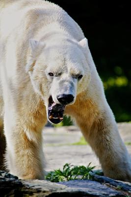 Angrf ist die BESTE Verteidigung von Andreas Marinski