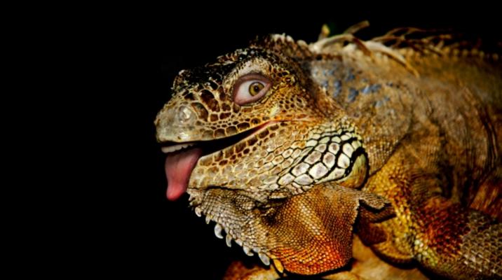 Die Echse in MIR von Andreas Marinski