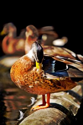 Neulich bei Enterichs von Andreas Marinski