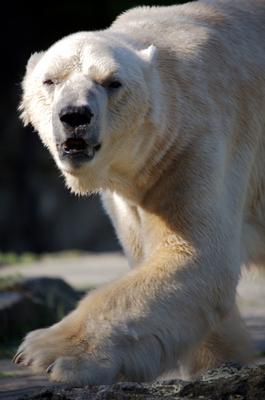 Schwing die Pranke von Andreas Marinski