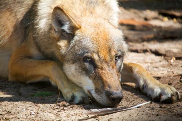 Von einem Vogel weiß ich NIX von Andreas Marinski