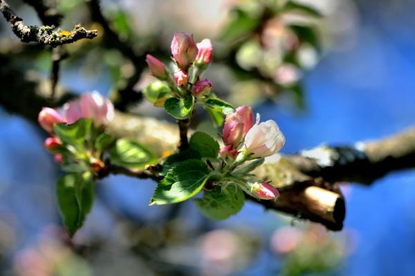 Apfelblüten von Andreas Und Alexander Zeilinger