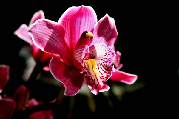 Cymbidium von Andreas Und Alexander Zeilinger