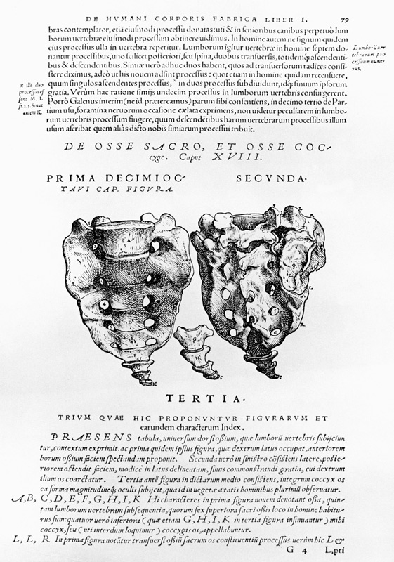 Vertebrae, Cocyx von Andreas Vesalius