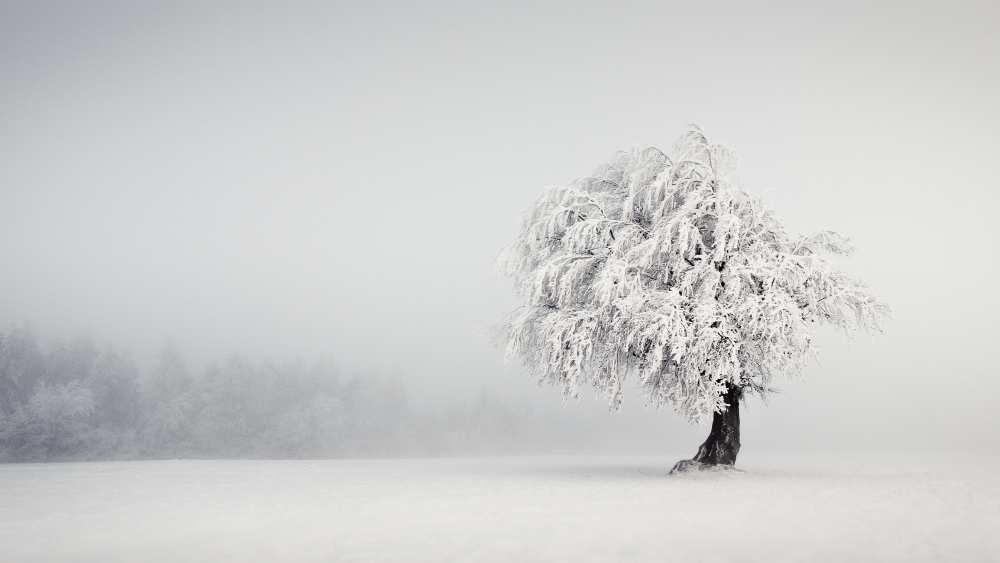 Silence von Andreas Wonisch