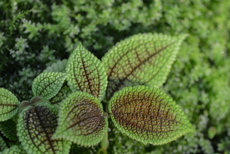 Makro-Agave von Andreas Zieher