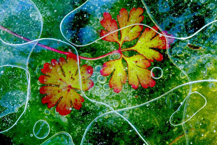 Thaw von Andres Miguel Dominguez