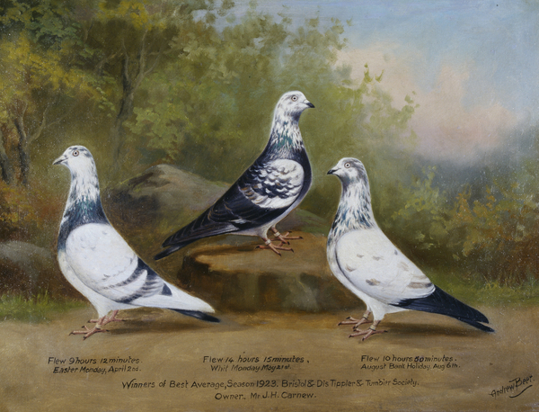 Jack Carnews Prize-winning Tippler and Tumbler Pigeons, Bristol Club (see also 140189) von Andrew Beer