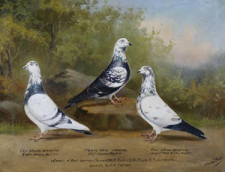 Jack Carnews Prize-winning Tippler and Tumbler Pigeons, Bristol Club (see also 140189)