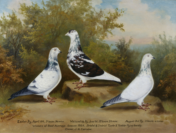 Jack Carnews Prize-winning Tippler and Tumbler Pigeons, Bristol Club (see also 140190) von Andrew Beer