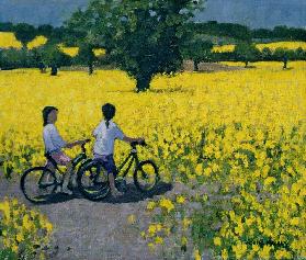 Yellow Field, Kedleston, Derby - Andrew  Macara