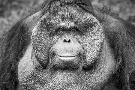 A Calm and Gentle Expression from a Male Orangutan