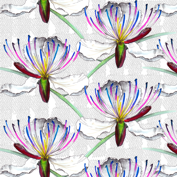 Caper flowers von Andrew Watson