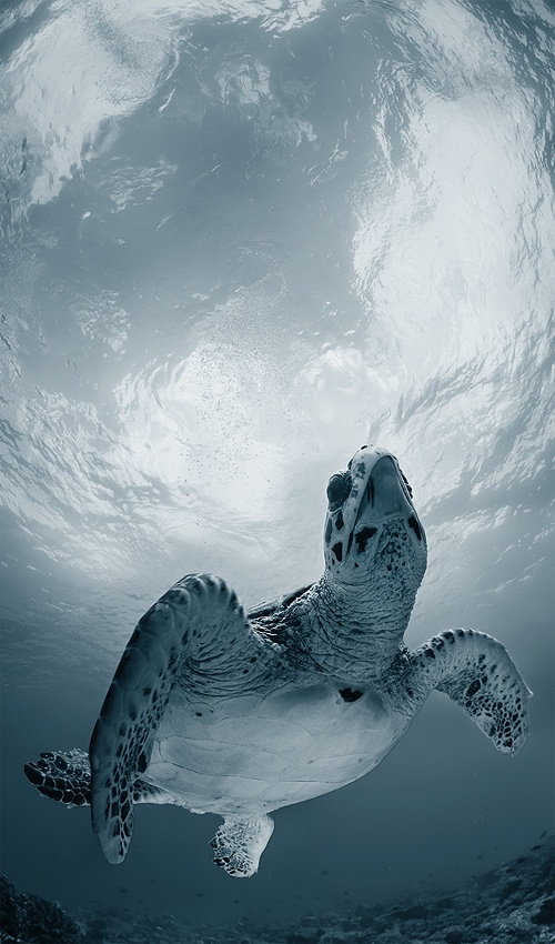 Elegy von Andrey Narchuk