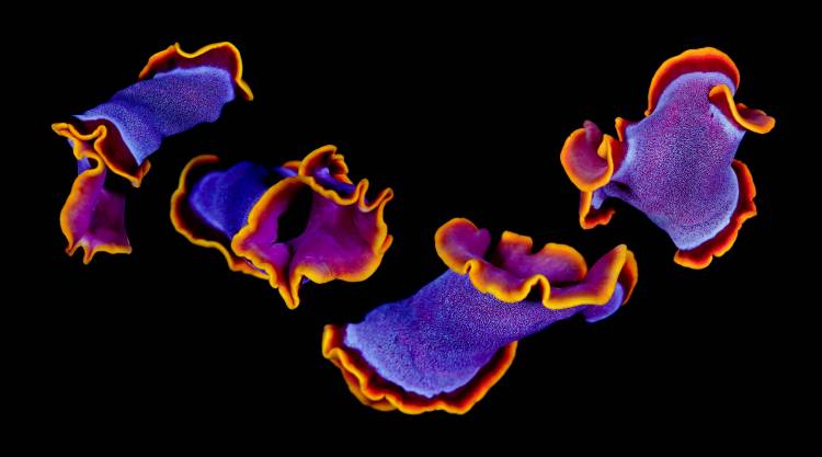 Flamenco von Andrey Narchuk