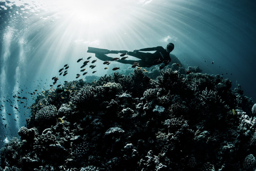 Sea life von Andrey Narchuk