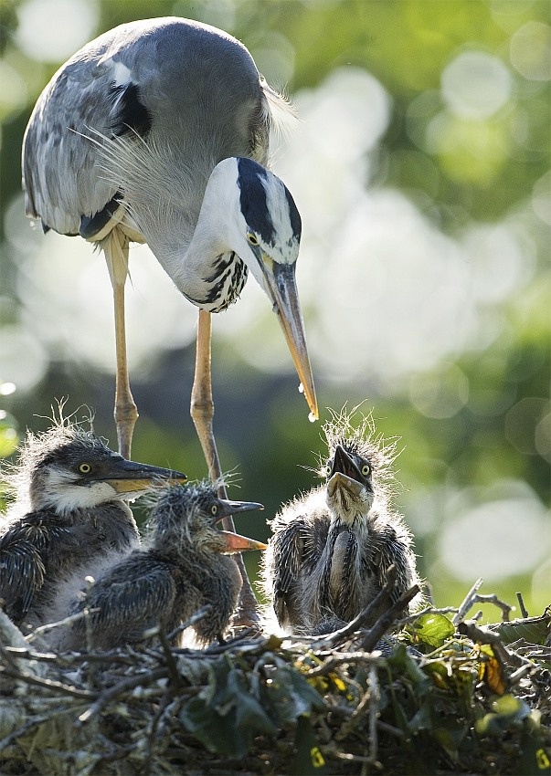 Last drop von Andrey Narchuk