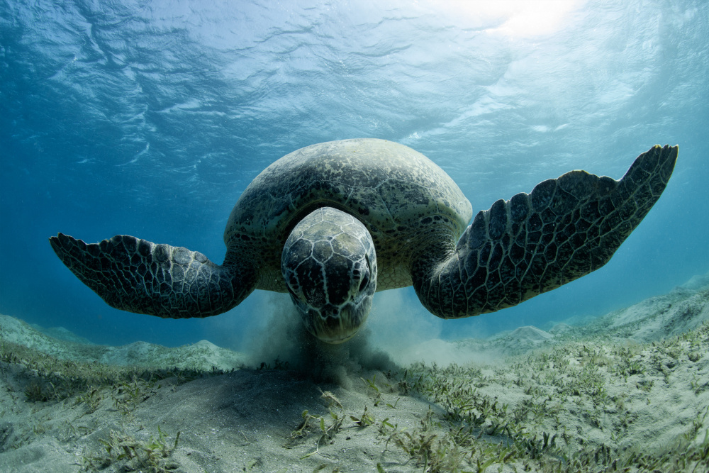 Harvester von Andrey Narchuk