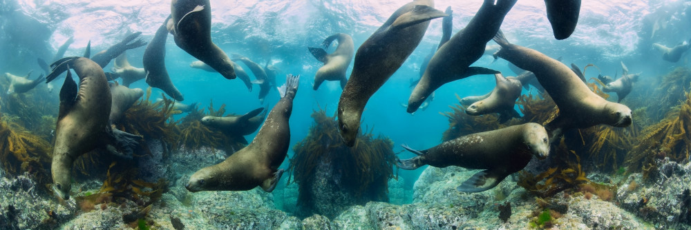 Sea lions von Andrey Narchuk