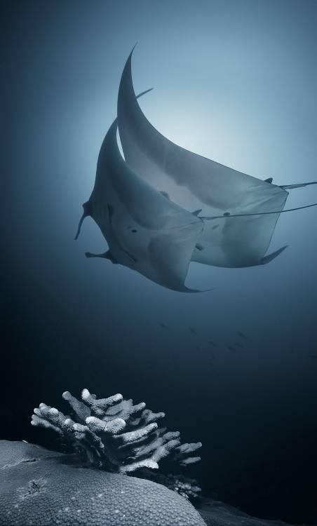 Sonata von Andrey Narchuk